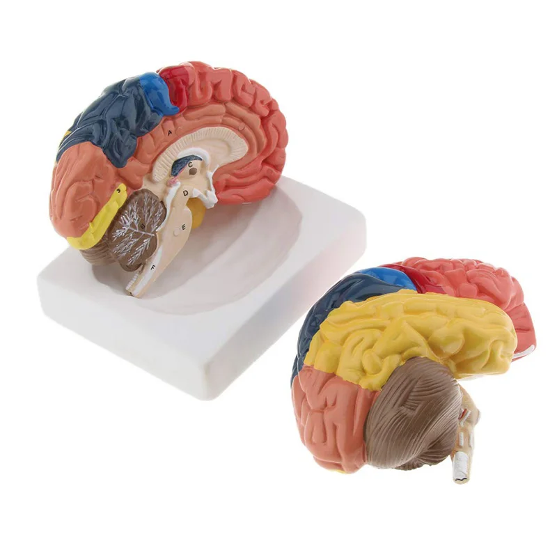 Life Size Anatomical Human Bra - Medical Lab And Science ulasan dan harga