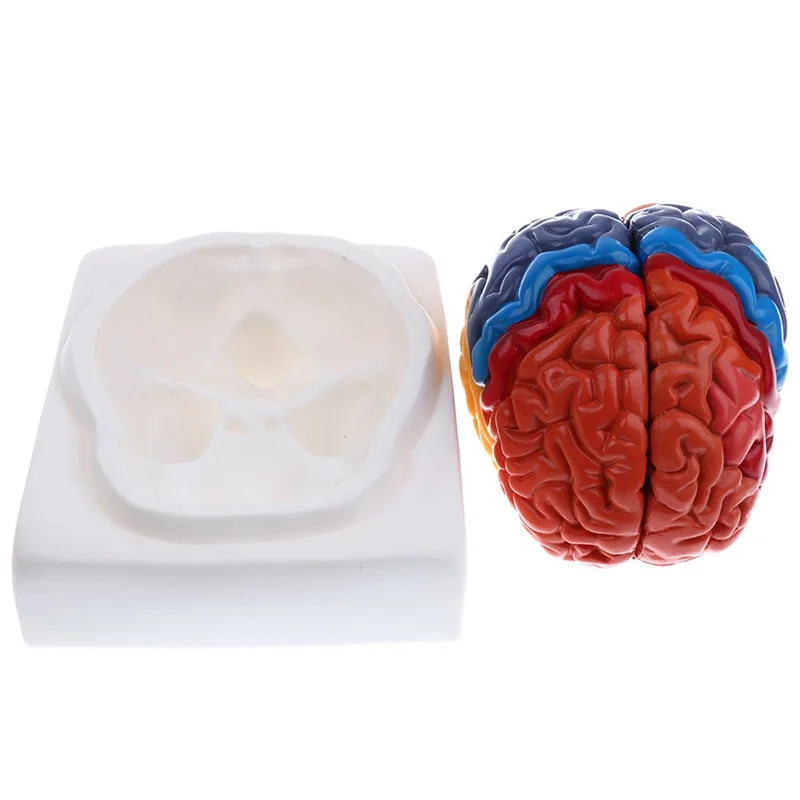 Life Size Anatomical Human Bra - Medical Lab And Science ulasan dan harga
