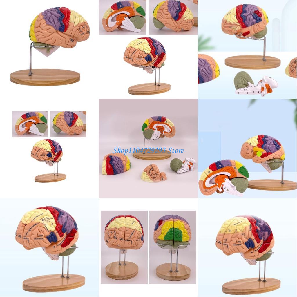 Y2GD Anatomical Human Model fo - Medical Lab And Science ulasan dan harga