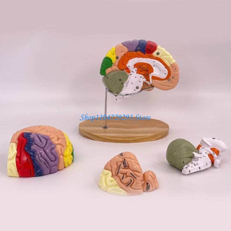 Y2GD Anatomical Human Model fo - Medical Lab And Science ulasan dan harga