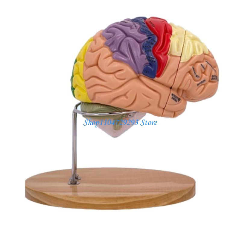 Y2GD Anatomical Human Model fo - Medical Lab And Science ulasan dan harga