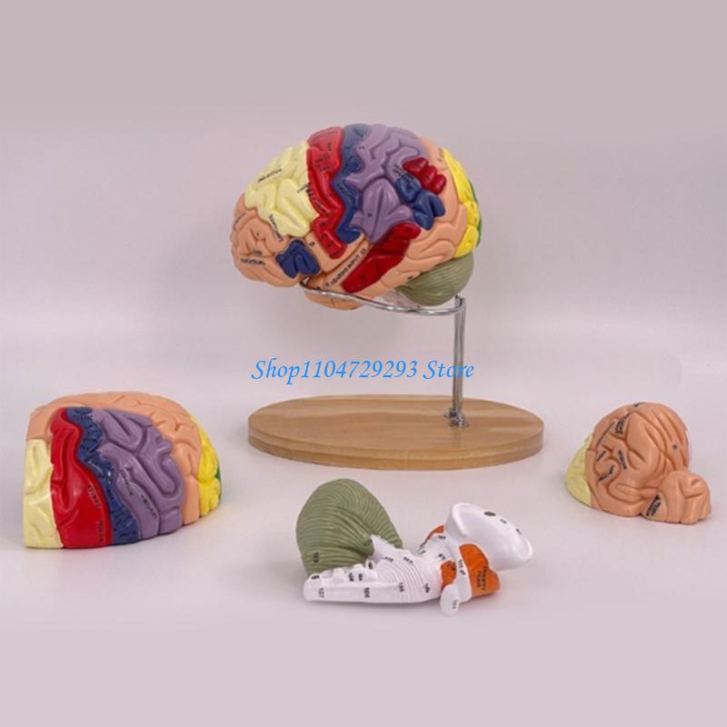 Y2GD Anatomical Human Model fo - Medical Lab And Science ulasan dan harga