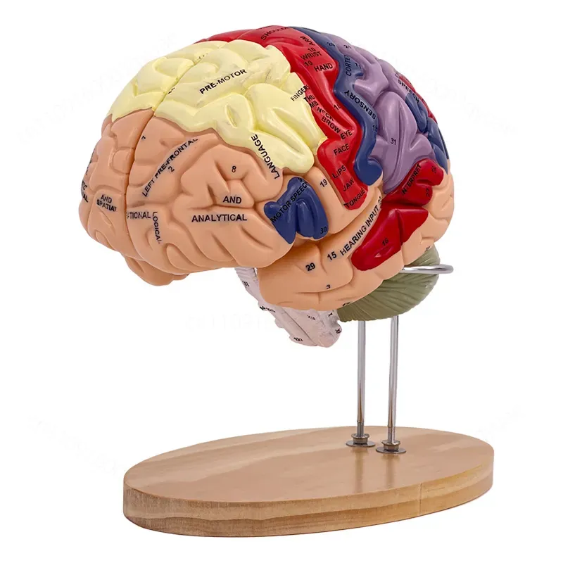 2X Zoom Deluxe Brain Model Ana - Medical Lab And Science ulasan dan harga