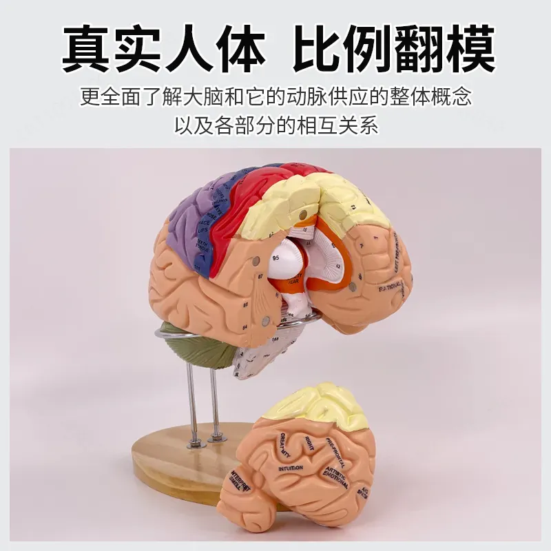 2X Zoom Deluxe Brain Model Ana - Medical Lab And Science ulasan dan harga