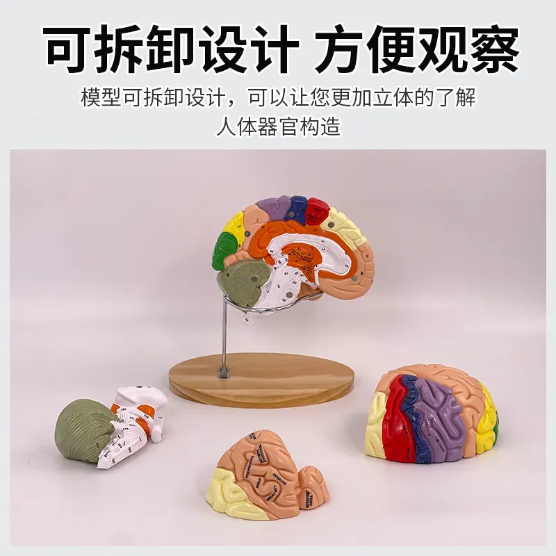 2X Zoom Deluxe Brain Model Ana - Medical Lab And Science ulasan dan harga