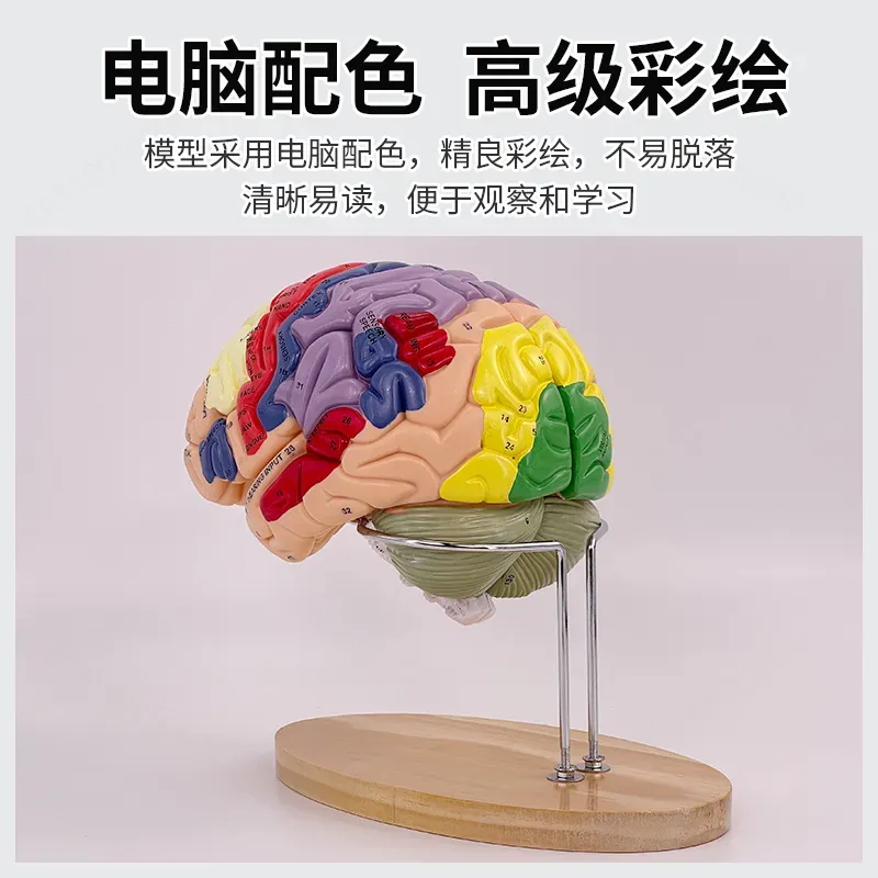 2X Zoom Deluxe Brain Model Ana - Medical Lab And Science ulasan dan harga
