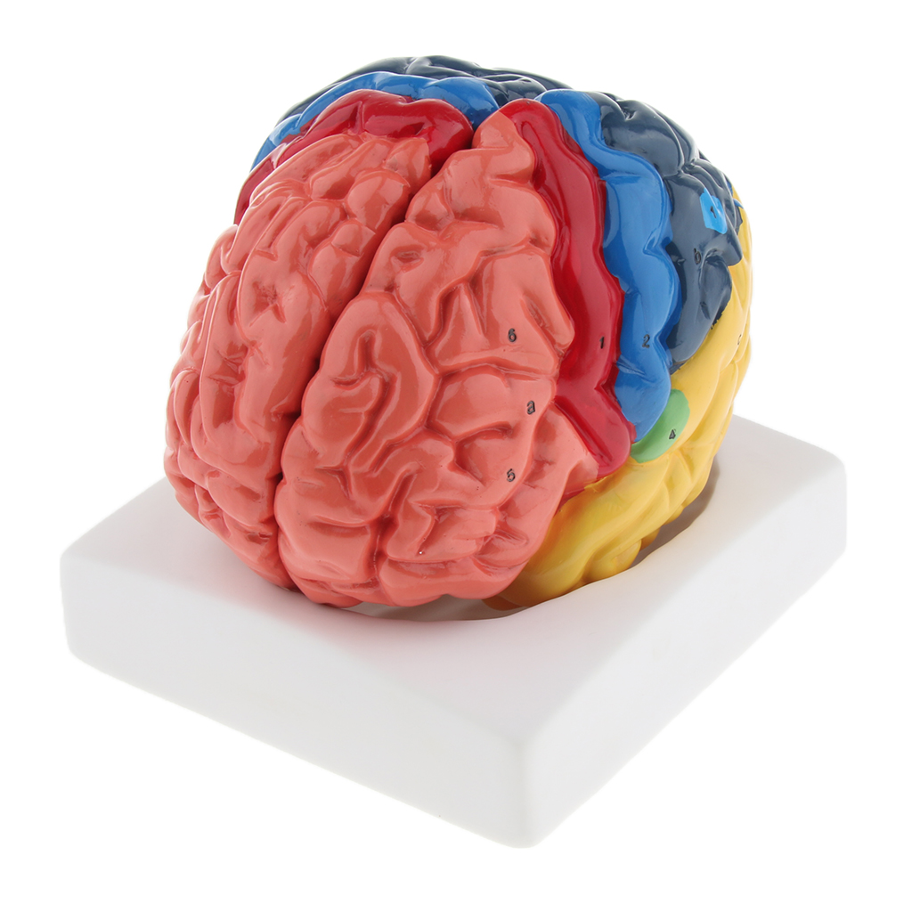 Lifesize Brain Model Realistic - Medical Lab And Science ulasan dan harga