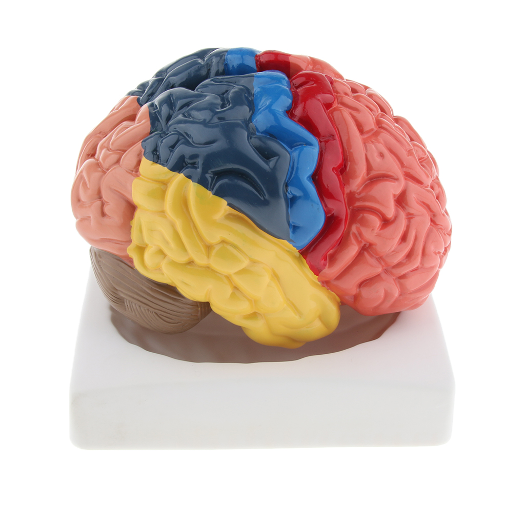 Lifesize Brain Model Realistic - Medical Lab And Science ulasan dan harga
