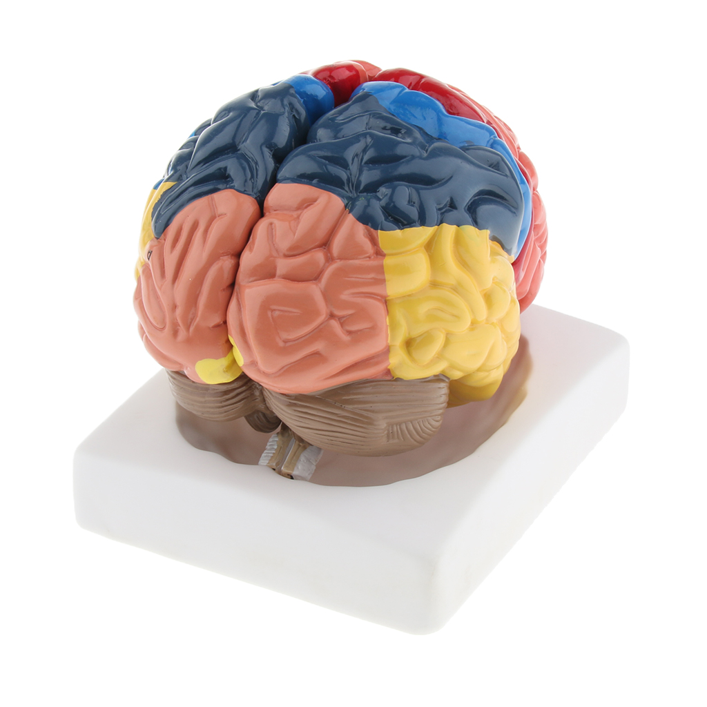 Lifesize Brain Model Realistic - Medical Lab And Science ulasan dan harga