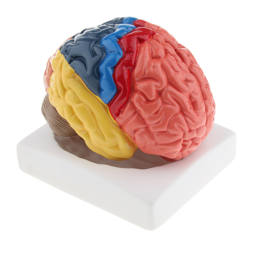 Lifesize Brain Model Realistic - Medical Lab And Science ulasan dan harga