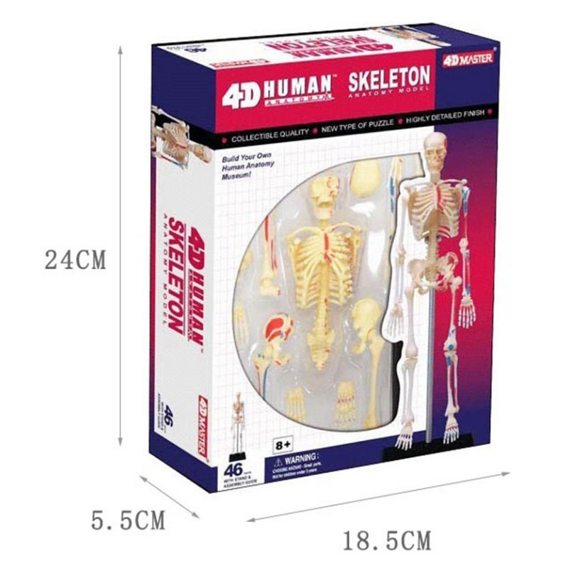 4D Master Human Skeleton Anato - Medical Lab And Science ulasan dan harga
