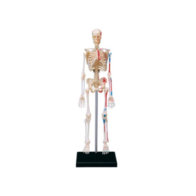 4D Master Human Skeleton Anato - Medical Lab And Science ulasan dan harga