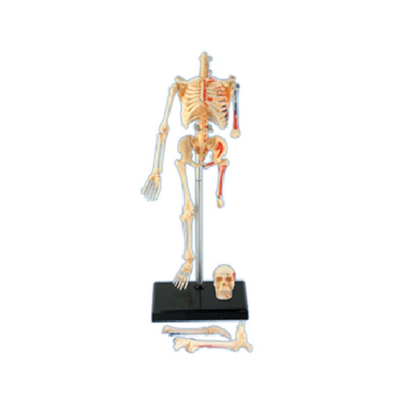 4D Master Human Skeleton Anato - Medical Lab And Science ulasan dan harga