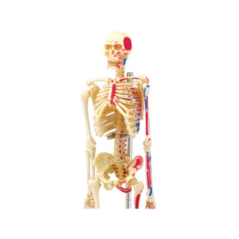 4D Master Human Skeleton Anato - Medical Lab And Science ulasan dan harga